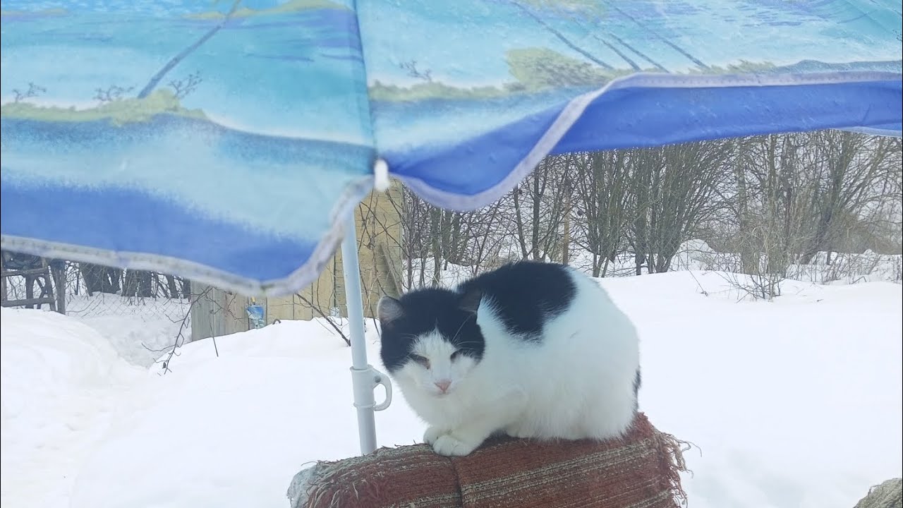 Воздушные ванны в марте🥰#приютсолнышко 🌞🐱🐶🐕🐈❤🙏