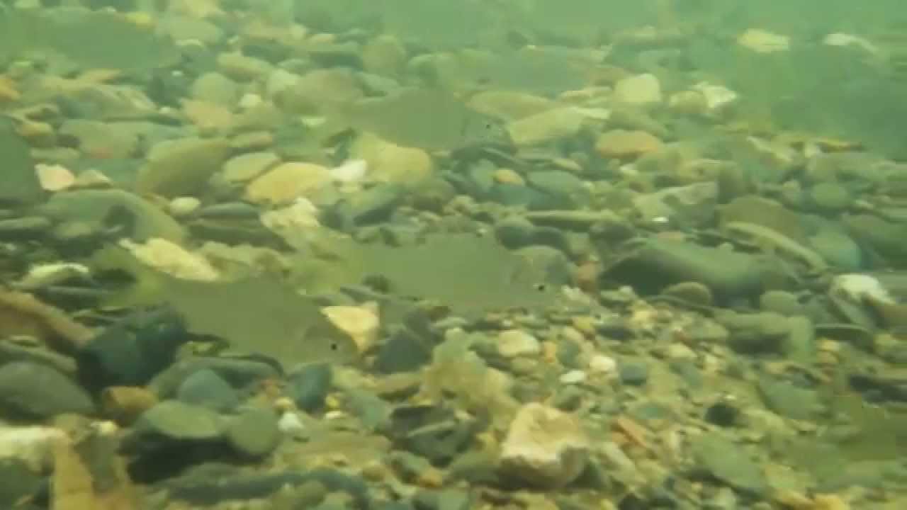 Friendly Fish ~ River Sok Thailand @ Art's Riverview Lodge