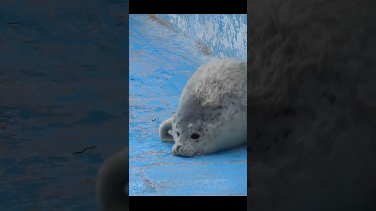 Fluffy Seal 😍🥰