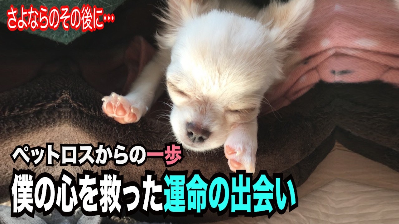 【１４歳の愛犬との別れ、そして僕の心を救った運命の出会い】