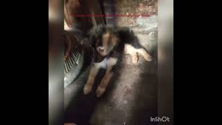 my cute puppy #for youtube#you can watch