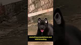 The rarest dog breed Hmong bobtail #shorts #dog #shorts #facts #amazingfacts #shortfeeds