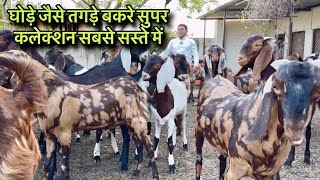 घोड़े जैसे तगड़े बकरे सुपर कलेक्शन सबसे सस्ते में @farmingbaba ghode Jese tagade bakre sabse saste 