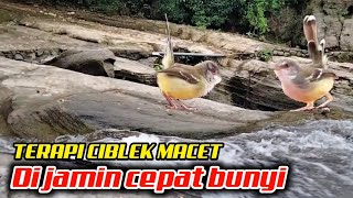 Terapi ciblek dan pancingan ciblek macet biar cepat bunyi|| suara ciblek gacor