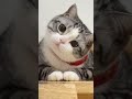 #cat #animals #animal #cute #cats #shortvideo #pets #kitten #catlover #cutecat