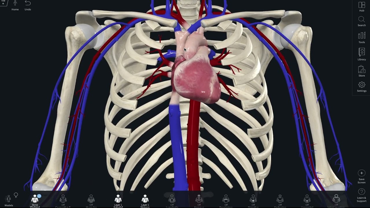 Hjerte-Karsystemets Anatomi og Fysiologi