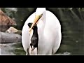 あなた、ネズミも食べるんですか？　　セグロセキレイ　ホオジロ　ツグミ　ダイサギ　The Great egret eats Japanese grass voles