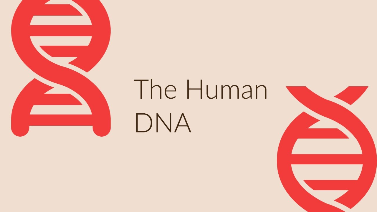 The Human DNA | Studyology