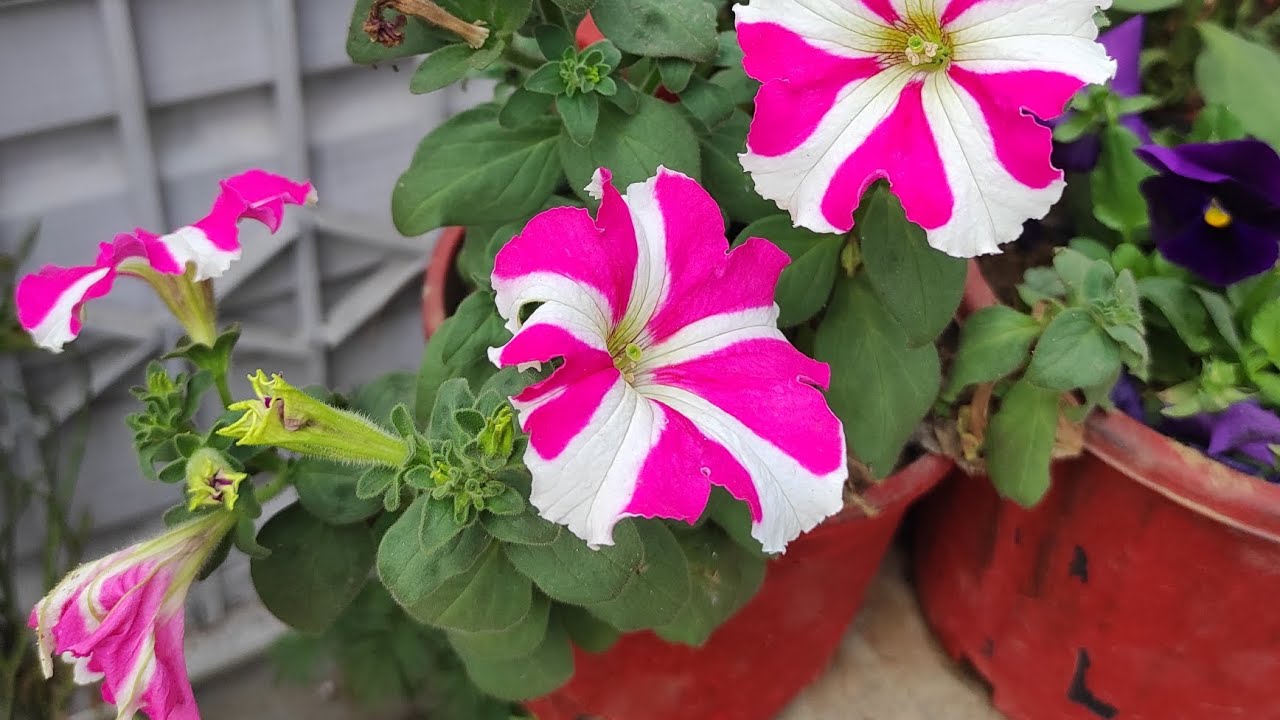 beautiful colorful flowers || home gardening | #viral #flowers #gardening