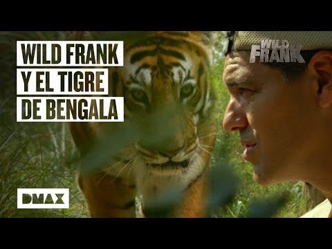 Video: Que Tigres Se Encuentran En La India