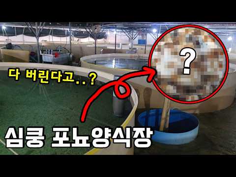 ※귀염주의)<strong>포뇨</strong> 양식장 최초공개! 1000만 마리 전부 바다에 뿌립니다..