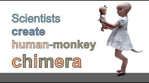 Scientists create human-monkey chimera