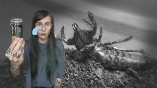 RIP goth camel spider