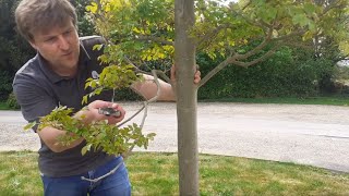 Young Tree Maintenance Tips