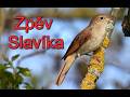 Slavík obecný zpěv, Common Nightingale, Nachtigall, Nachtegaal, Słowik rdzawy, Rossignol philomèle
