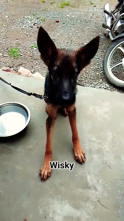 youtubeshorts#ytshorts #germanshepherd #shorts