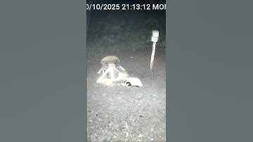 Badger! He like what?! You can film in colour with new reolink cameras? #reolink #nature