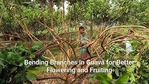 Bending Branches technique in Guava Plants Better Flowering and Fruiting