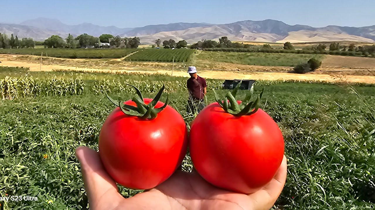 КУТИБ ОЛИНГ !!! ЙИЛ ПОМИДОРИ. BT 17-07 F1 