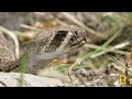 Celebrate the Beauty of America's National Parks | MEGA Episode | Nat Geo Animals