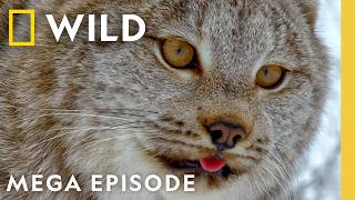Witness the Wonder of America's National Parks | America 250 MEGA Episode | Nat Geo Animals screenshot 5