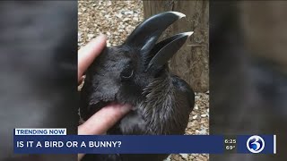 Trending Now: Bird or a bunny? Net Worth