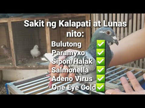 Video: Mga Karamdaman Ng Mga Kalapati At Ang Paggamot Nito