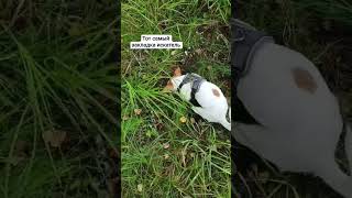 нелегальная собака