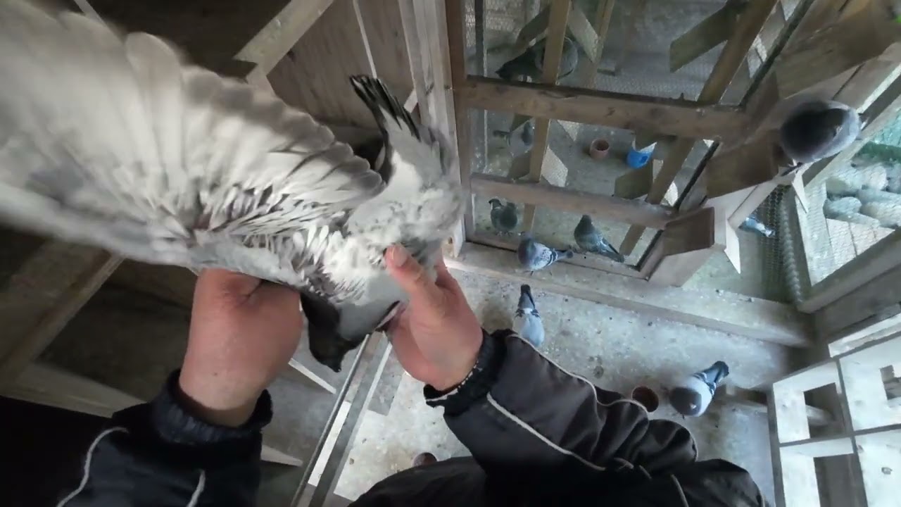 5羽目３時４９分