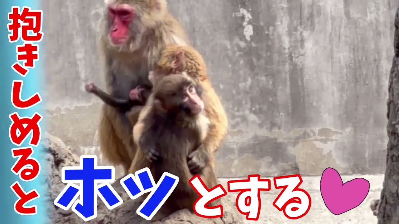 パンチくんのHELP❣に駆けつけるモエちゃん＆もみちゃん❤市川市動