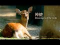 神使：Messengers of the Gods【奈良公園】