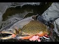 Labrador Brook Trout on Dry Flies | Labrador