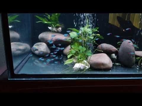 camera iphone 8 plus apk Neon tetra in goldfish tank. DAY 2
