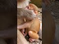 Monkey Mama's Love! 🐒 | Adorable Monkey Baby! | Feeding Frenzy!