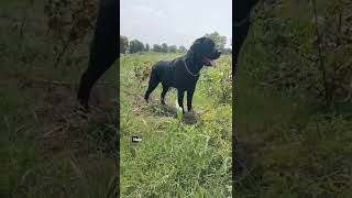 little Baby Vs Big Baby Comparison  sawantlabradors trendingshorts shorts doglover labrador