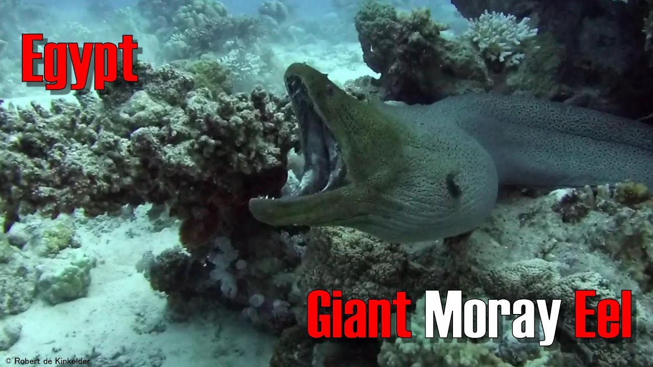 Giant Moray Eel