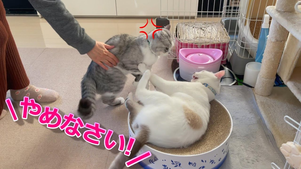 Cats who listen to their mother when she says 