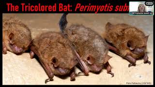 Wildlife Conservation Webinar Series | Tricolored bat hibernation