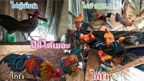 ดูไก่ป่า100%ไก่f1ไก่ผู้เมียสวยงามมาก saibqaibquqaibdiuasi
