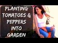How To Plant Tomatoes & Peppers into Raised Bed Vegetable Garden in Arizona - Organic Gardening Tips