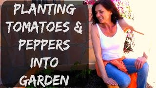 How To Plant Tomatoes & Peppers into Raised Bed Vegetable Garden in Arizona - Organic Gardening Tips