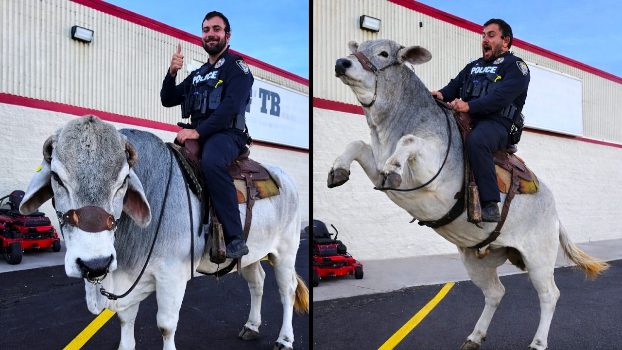 The Most Interesting Videos on the Internet