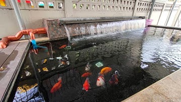 Keng พระราม 3 - Update บ่อปลาทองของคุณเก่ง + ปรับงานลม + เพิ่มเติมวัสดุกรอง + เปลี่ยนปั๊มน้ำ Set 3