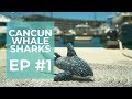Ep.1: Cancun Whale Shark Season- Who, what, where, and when
