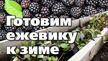 КАК ОБРЕЗАТЬ И УКРЫВАТЬ ЕЖЕВИКУ ПЕРЕД ЗИМОЙ