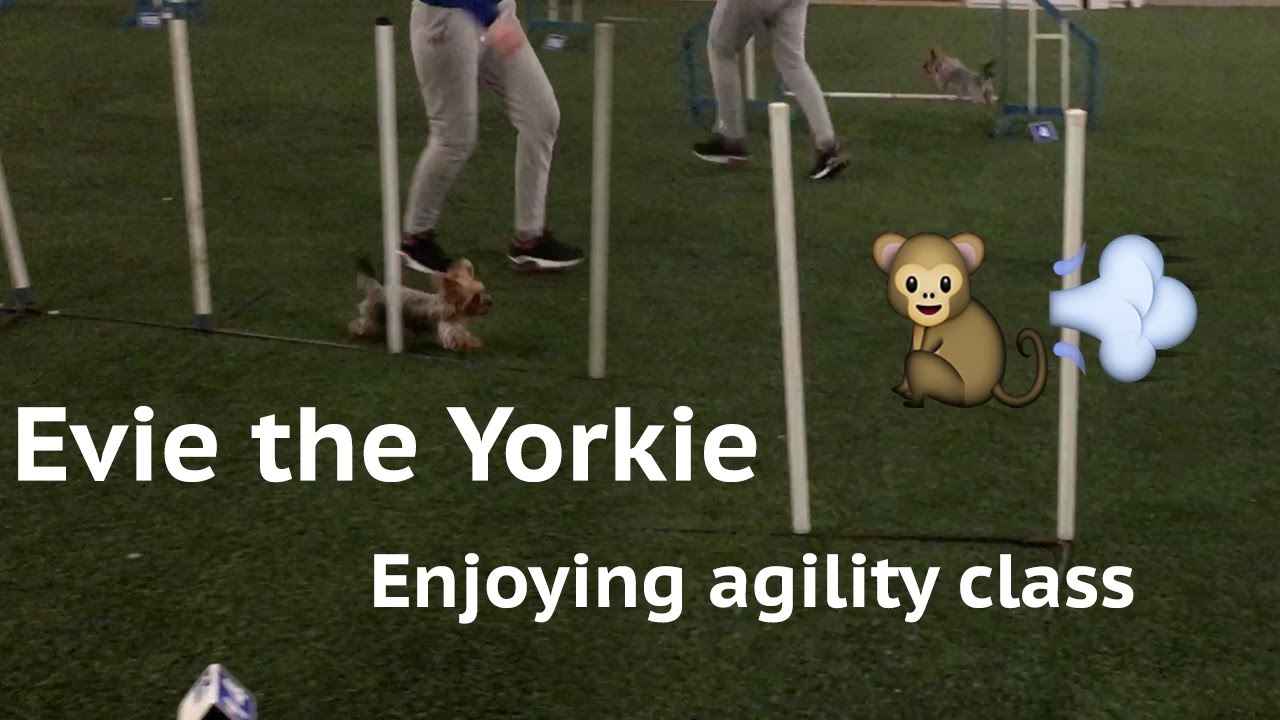 yorkie agility