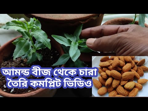 ভিডিও: পিস্তা গাছ: বাড়িতে কীভাবে রোপণ করা যায় এবং বৃদ্ধি করা যায় তার একটি বর্ণনা