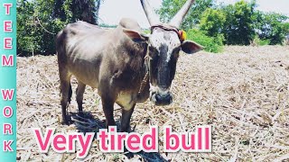 cow// bull // very tired