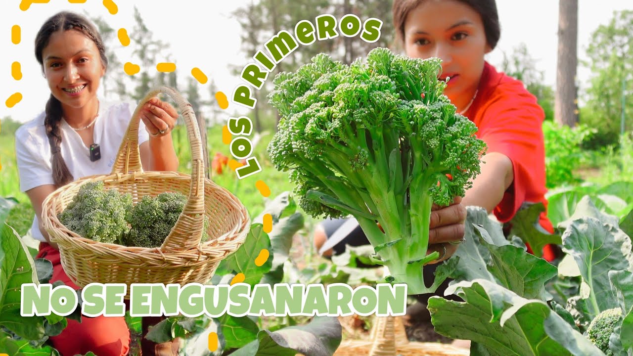 COSECHÉ LOS PRIMEROS BROCOLIS DE MI VIDA🥦🥦👩‍🌾| (Esto hicimos para que no se engusanaran🐛🥦👩‍🌾)