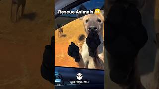 Rescue Animals